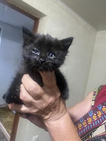 Продаю котят метисов мама обычная черная папа серый британец lalafo.kg да Продаю котят метисов мама обычная черная папа серый британец