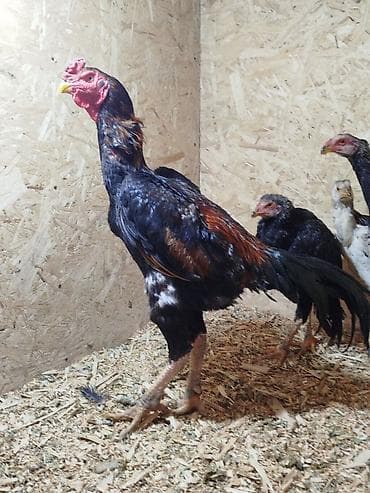 Дакан тулок короз сатылат активный алмашу жолдору бар жемге жугоруго at lalafo.kg Дакан тулок короз сатылат активный алмашу жолдору бар жемге жугоруго