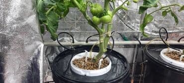 Гидропоника для любителей и профессионалов от теории до практики at lalafo.kg Гидропоника для любителей и профессионалов от теории до практики