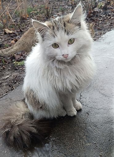 Найдена : Беспородная, Девочка at lalafo.kg Найдена : Беспородная, Девочка