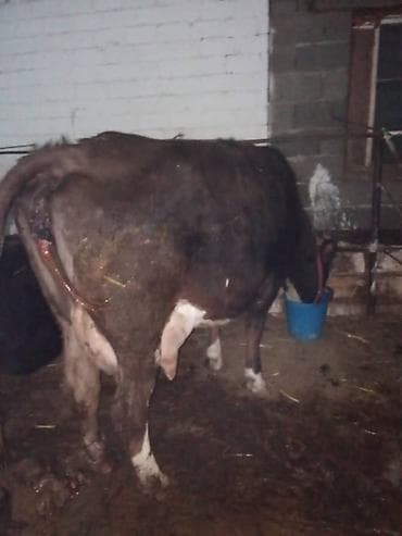 Продаю | Корова (самка) | Полукровка, Алатауская, Швицкая | Для разведения, Для молока | Стельные, После отела, Привязанные at lalafo.kg Продаю | Корова (самка) | Полукровка, Алатауская, Швицкая | Для разведения, Для молока | Стельные, После отела, Привязанные