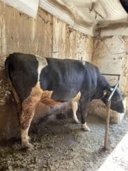 Продаю | Бык (самец) | Голштин | Для разведения | Племенные at lalafo.kg Продаю | Бык (самец) | Голштин | Для разведения | Племенные