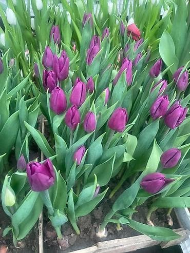 ОПТОВЫЕ ЦЕНЫ Бишкек доставка бесплатно 50 шт — 6000 сом (120 сом за at lalafo.kg ОПТОВЫЕ ЦЕНЫ Бишкек доставка бесплатно 50 шт — 6000 сом (120 сом за