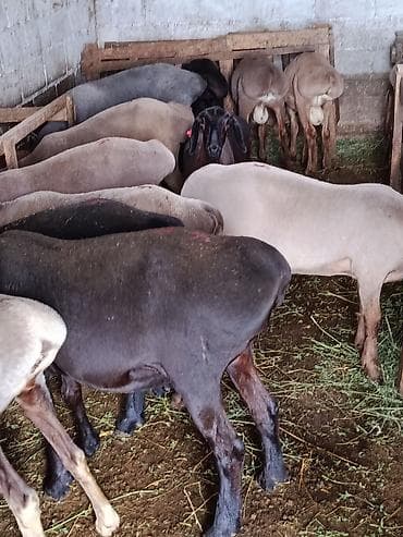 Продаю | Овца (самка) | Для разведения at lalafo.kg Продаю | Овца (самка) | Для разведения