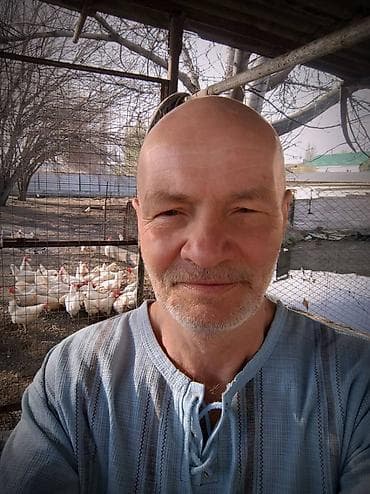 Продаю | Куры | Домашняя | Несушки at lalafo.kg Продаю | Куры | Домашняя | Несушки