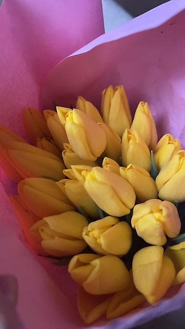 ГОЛЛАНДСКИЕ ТЮЛЬПАНЫ К 8 МАРТА 🌷 Высота 60–70 см - крупные бутоны at lalafo.kg — 7 ГОЛЛАНДСКИЕ ТЮЛЬПАНЫ К 8 МАРТА 🌷 Высота 60–70 см - крупные бутоны — 7