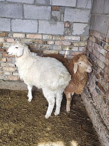 Продаю | Овца (самка) at lalafo.kg Продаю | Овца (самка)