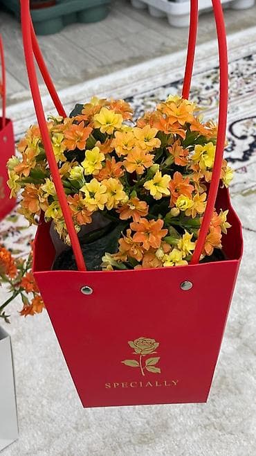 Монстерлер: Горшечные каланхоэ в подарочных пакетах - Цветение: обильные соцветия lalafo.kg да — 5 Монстерлер: Горшечные каланхоэ в подарочных пакетах - Цветение: обильные соцветия — 5