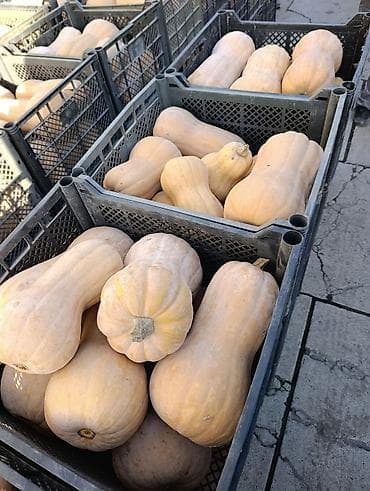 Тыква мускатная (баттернат), отборная, калиброванная. Описание: - at lalafo.kg Тыква мускатная (баттернат), отборная, калиброванная. Описание: -