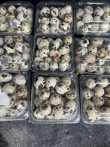 Перепелиные яйца в прозрачных пластиковых упаковках. - Упаковка at lalafo.kg Перепелиные яйца в прозрачных пластиковых упаковках. - Упаковка