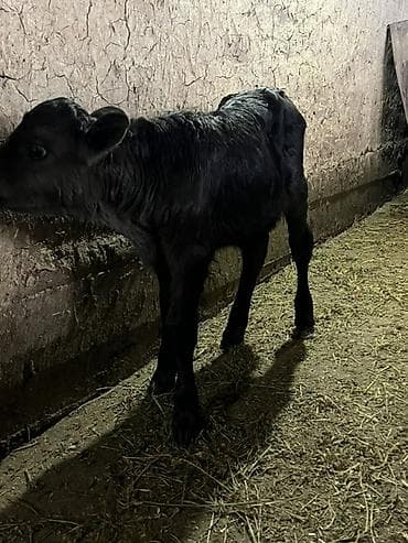 Сатам | Музоо | Бордоп семиртүү үчүн lalafo.kg да — 5 Сатам | Музоо | Бордоп семиртүү үчүн — 5