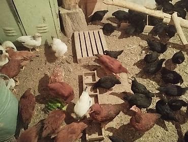 Продаю | Цыплята | Для разведения at lalafo.kg Продаю | Цыплята | Для разведения