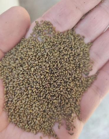 Семена люцерны продается качество отличное иммеется доставка at lalafo.kg Семена люцерны продается качество отличное иммеется доставка