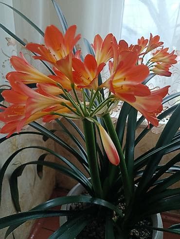 Домашний цветок КЛИВИЯвечнозеленое растениене требует особого lalafo.kg да — 4 Домашний цветок КЛИВИЯвечнозеленое растениене требует особого — 4