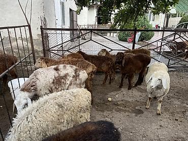 Продаю | Ягненок | Для разведения at lalafo.kg Продаю | Ягненок | Для разведения
