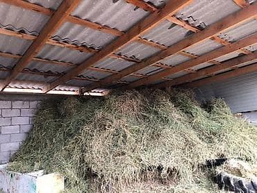 Сено луговое/бобовое (в т. ч. возможно присутствие люцерны) at lalafo.kg Сено луговое/бобовое (в т. ч. возможно присутствие люцерны)