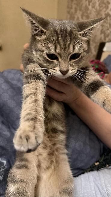Котёнок, классический тигровый окрас табби (серо-бежевые полосы) at lalafo.kg Котёнок, классический тигровый окрас табби (серо-бежевые полосы)