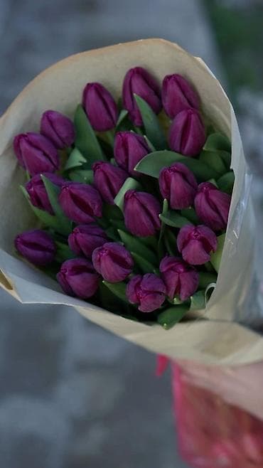 ❗️ОТКРЫТА БРОНЬ ТЮЛЬПАНОВ К 8 МАРТА ❗️ at lalafo.kg ❗️ОТКРЫТА БРОНЬ ТЮЛЬПАНОВ К 8 МАРТА ❗️