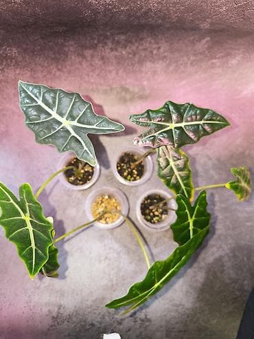 Алоказия Амазоника — крупный ароид с эффектной стреловидной листвой at lalafo.kg Алоказия Амазоника — крупный ароид с эффектной стреловидной листвой