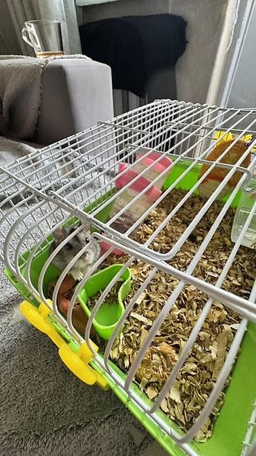 Продаю хомячка вместе с клеткой отдам все вместе за 600 сом Локация 9 at lalafo.kg Продаю хомячка вместе с клеткой отдам все вместе за 600 сом Локация 9