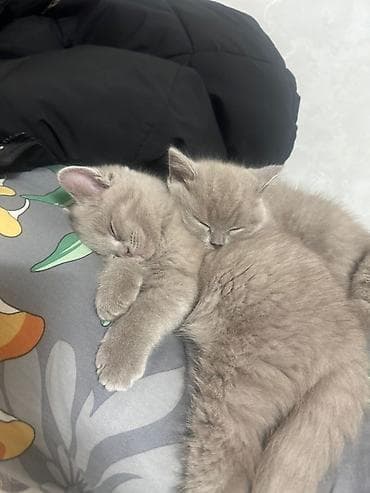 Британские котята очень милые и ласковые и шустрые ✌🏻 9290сом за at lalafo.kg Британские котята очень милые и ласковые и шустрые ✌🏻 9290сом за