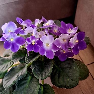 Антуриумдар: Фиалки цветущие, с бутонами, разные сорта, цвета размеры. есть детки lalafo.kg да — 7 Антуриумдар: Фиалки цветущие, с бутонами, разные сорта, цвета размеры. есть детки — 7