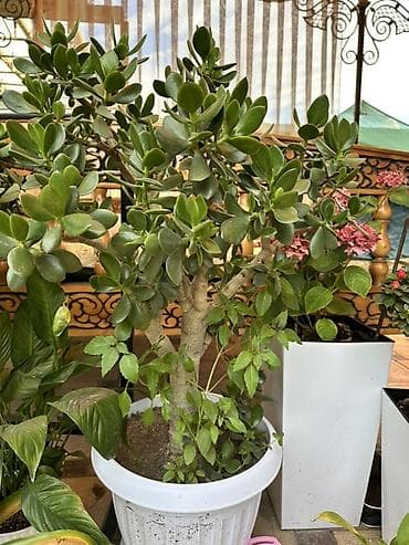 Толстянка (Crassula ovata), крупное комнатное дерево в декоративном lalafo.kg да Толстянка (Crassula ovata), крупное комнатное дерево в декоративном