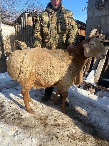 Продаю | Баран (самец) | Арашан at lalafo.kg Продаю | Баран (самец) | Арашан