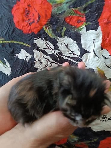 Мейн-Куны🥰. Предлагается для раннего бронирования Шикарная кошечка от at lalafo.kg Мейн-Куны🥰. Предлагается для раннего бронирования Шикарная кошечка от