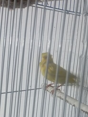 Продается самец канарейки, певчий at lalafo.kg Продается самец канарейки, певчий