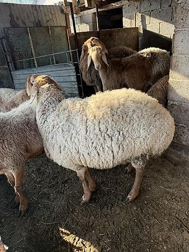 Продаю | Овца (самка) | Арашан | На забой | Матка at lalafo.kg Продаю | Овца (самка) | Арашан | На забой | Матка
