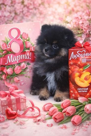 Шпиц, 2 месяца, Самка, С родословной at lalafo.kg Шпиц, 2 месяца, Самка, С родословной