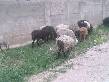 TagAZ: Продаю | Овца (самка), Ягненок, Баран (самец) | Гиссарская, Полукровка, Меринос | На забой, Для разведения | Племенные, Кастрированные, Осеменитель at lalafo.kg — 4 TagAZ: Продаю | Овца (самка), Ягненок, Баран (самец) | Гиссарская, Полукровка, Меринос | На забой, Для разведения | Племенные, Кастрированные, Осеменитель — 4