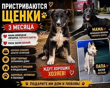 Собака даром: Овчарка, 3 месяца, Самец, С прививкой at lalafo.kg Собака даром: Овчарка, 3 месяца, Самец, С прививкой