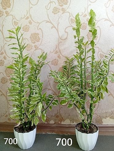 Декоративное комнатное растение с пестрыми листьями в белом горшке. - at lalafo.kg Декоративное комнатное растение с пестрыми листьями в белом горшке. -