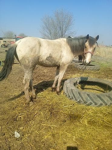 Продаю | Жеребенок | Полукровка | Рабочий | Племенные at lalafo.kg Продаю | Жеребенок | Полукровка | Рабочий | Племенные