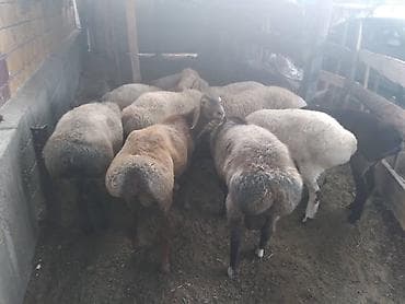 Продаю | Баран (самец) at lalafo.kg Продаю | Баран (самец)
