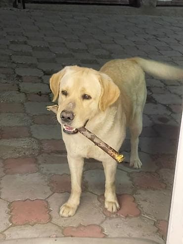 Лабрадор-ретривер, 3 года, Самец, С прививкой at lalafo.kg Лабрадор-ретривер, 3 года, Самец, С прививкой