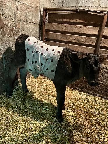 Продаю | Бык (самец) at lalafo.kg Продаю | Бык (самец)