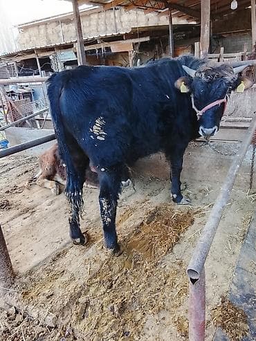 Продаю | Бык (самец) | На забой | Привязанные at lalafo.kg Продаю | Бык (самец) | На забой | Привязанные