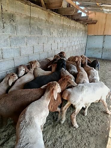 Продаю | Овца (самка) | Полукровка | На забой at lalafo.kg Продаю | Овца (самка) | Полукровка | На забой