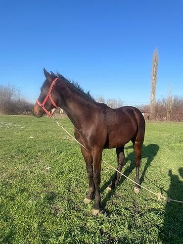 Продаю | Жеребец | Конный спорт at lalafo.kg Продаю | Жеребец | Конный спорт