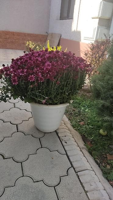 Бонбоньеркалар: Услуги садовника,уборка территории,с современной техникой,косим lalafo.kg да — 10 Бонбоньеркалар: Услуги садовника,уборка территории,с современной техникой,косим — 10