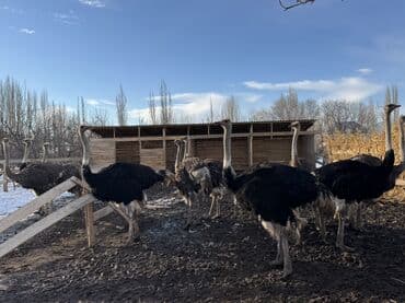 Страусы для разведения с карточкой.11 штук,7 Самка4 самец. Яйца at lalafo.kg Страусы для разведения с карточкой.11 штук,7 Самка4 самец. Яйца