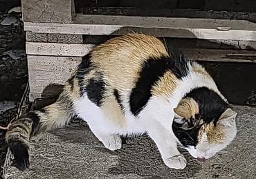 Хорьки: Кошка даром: Беспородная, Девочка at lalafo.kg — 2 Хорьки: Кошка даром: Беспородная, Девочка — 2