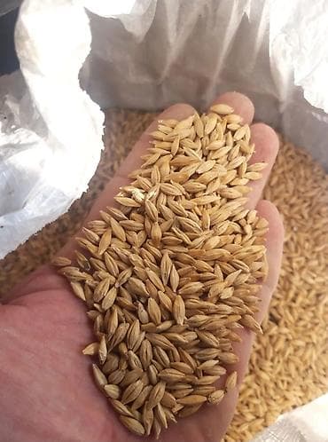 Ковролин: Арпа урук сатылат сорту Мавлюк 10тоннадан жогору алгандар lalafo.kg да — 1 Ковролин: Арпа урук сатылат сорту Мавлюк 10тоннадан жогору алгандар — 1