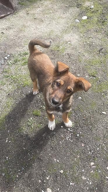 Собака даром: 4 месяца, Самец at lalafo.kg Собака даром: 4 месяца, Самец