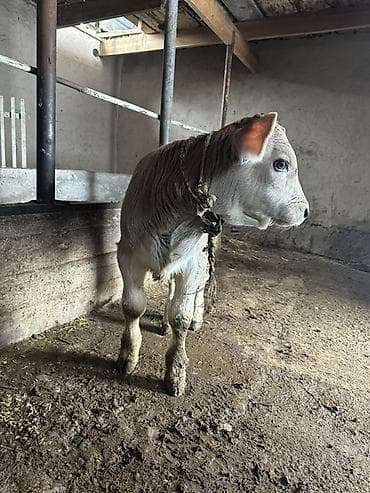 Продаю | Тёлка | На откорм | Искусственник at lalafo.kg Продаю | Тёлка | На откорм | Искусственник