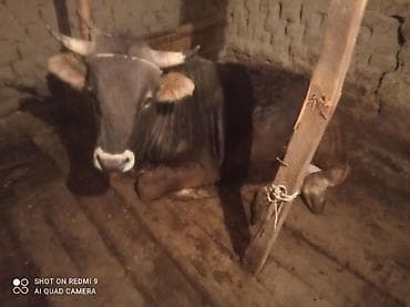 Продаю | Бык (самец) | Полукровка | На откорм | Привязанные at lalafo.kg Продаю | Бык (самец) | Полукровка | На откорм | Привязанные