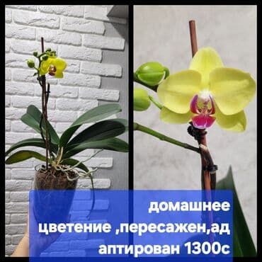 Орхидея цветущая,пересажена в качественный горшок,домашнее цветение at lalafo.kg Орхидея цветущая,пересажена в качественный горшок,домашнее цветение